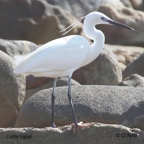 Birds of North America