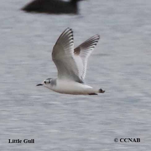 Birds of North America