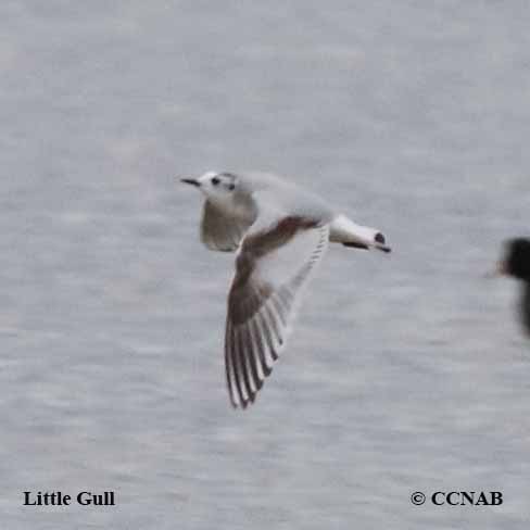 Little Gull