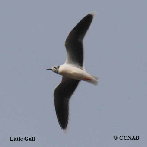 Little Gull