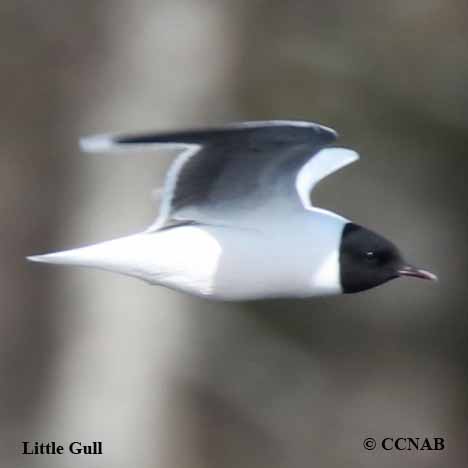 Little Gull