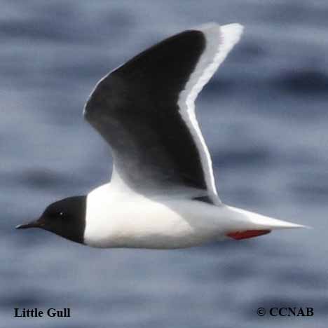 Little Gull