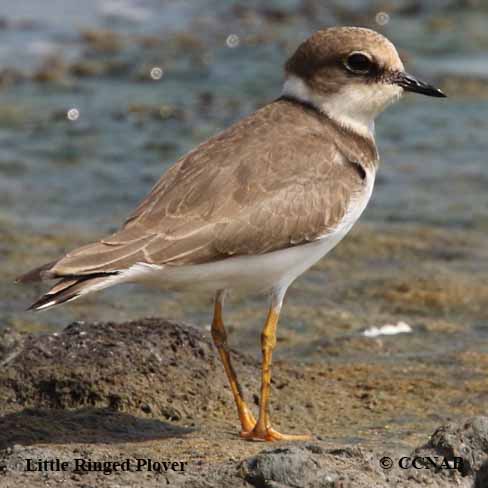 Little Ringed Plover