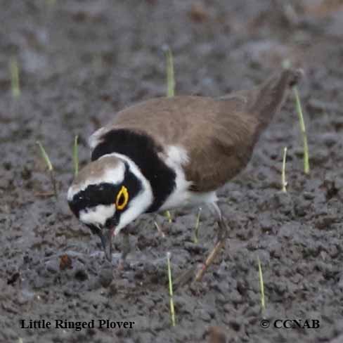 Little Ringed Plover