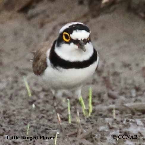 Little Ringed Plover