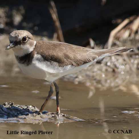 Little Ringed Plover