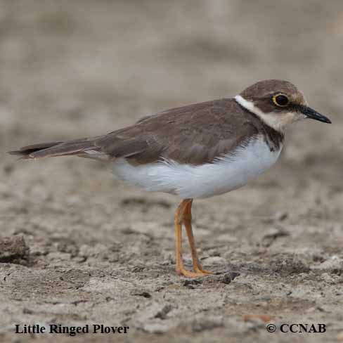 Birds of North America