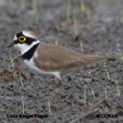 Little Ringed Plover