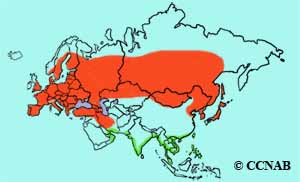 Little Ringed Plover range map