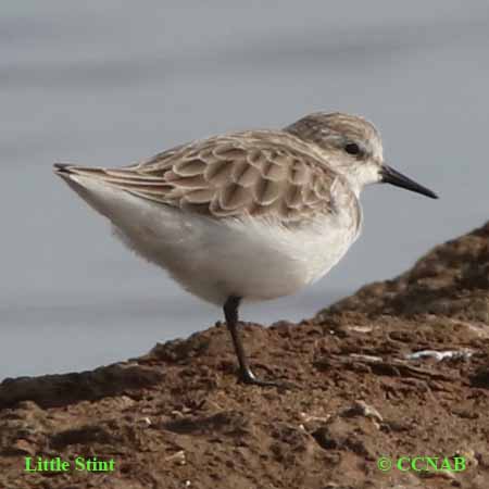 Little Stint