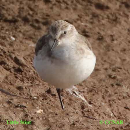 Little Stint