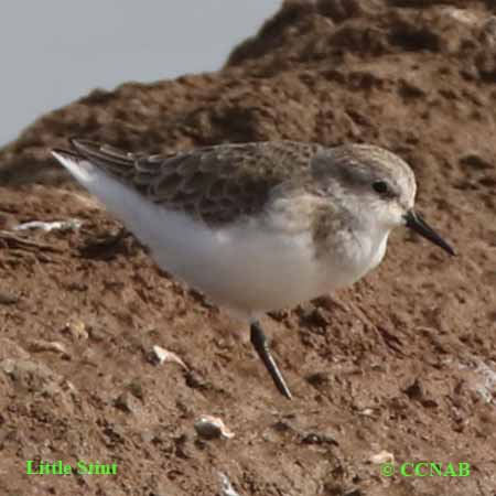 Little Stint