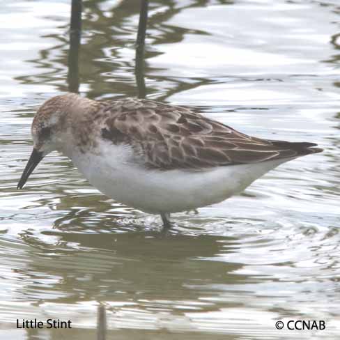 Little Stint