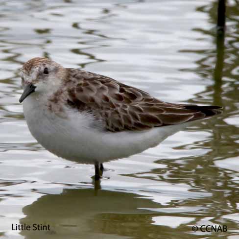 Birds of North America