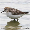 Little Stint