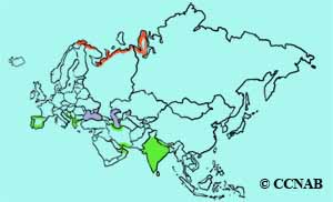 Little Stint range map