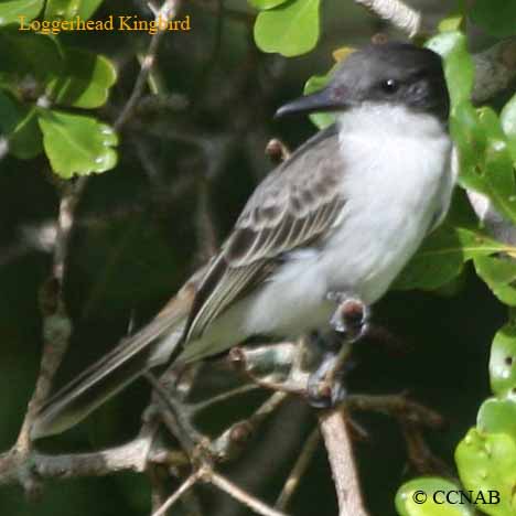 Loggerhead Kingbird