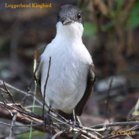 Loggerhead Kingbird