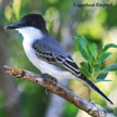 Loggerhead Kingbird