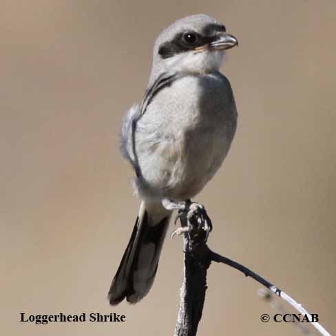 Loggerhead Shrike