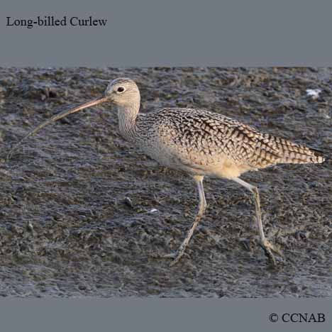 Long-billed Curlew