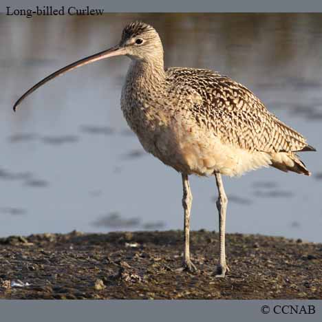 Long-billed Curlew