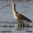 Long-billed Curlew