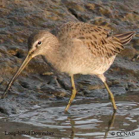 Long-billed Dowitcher