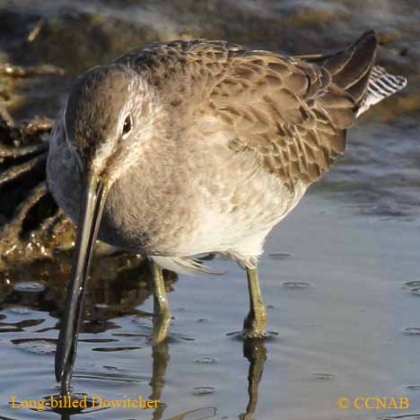 Long-billed Dowitcher