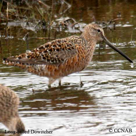 Long-billed Dowitcher