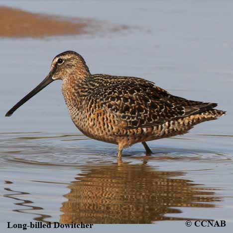 Long-billed Dowitcher