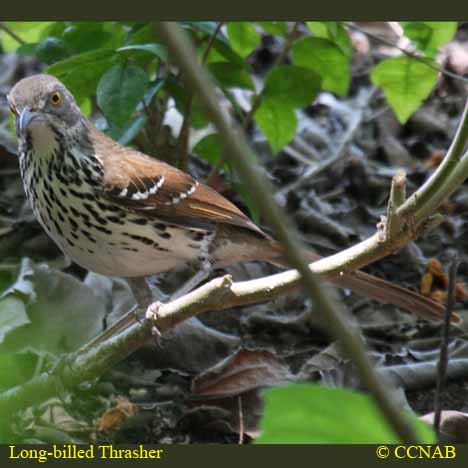 Long-billed Thrasher