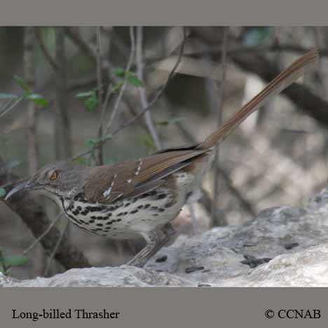 Long-billed Thrasher