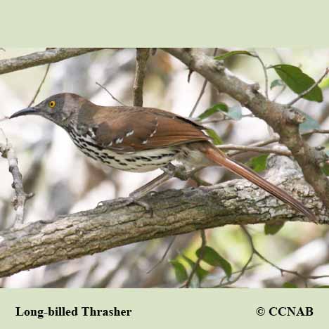 Long-billed Thrasher