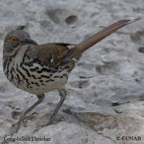 Long-billed Thrasher