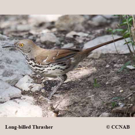 Birds of North America