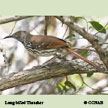 Long-billed Thrasher