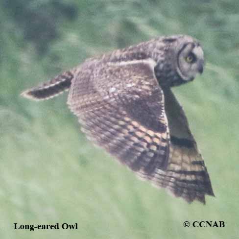 Long-eared Owl