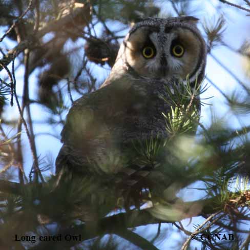 Long-eared Owl