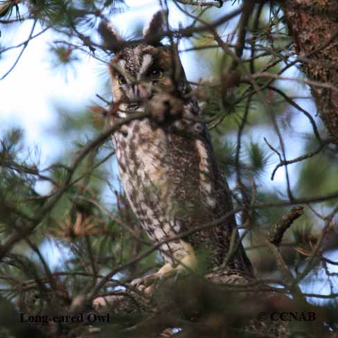 Long-eared Owl