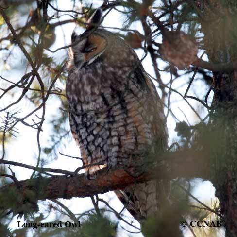 Long-eared Owl