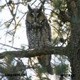 Long-eared Owl