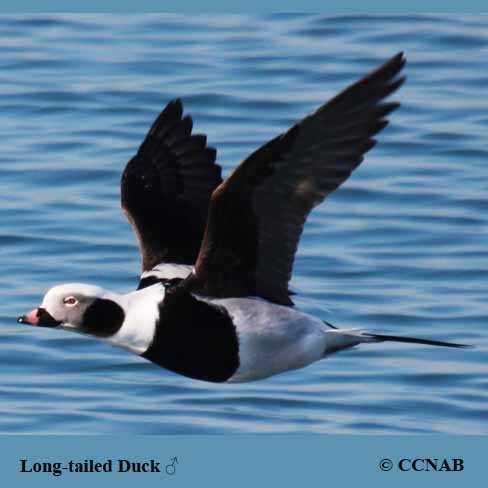 Long-tailed Duck