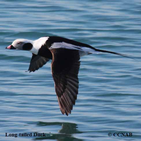 Long-tailed Duck