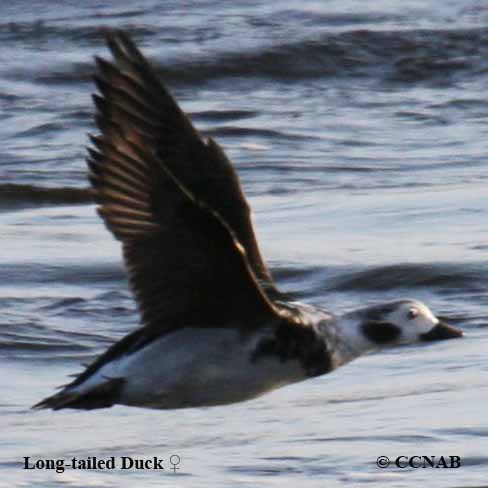 Long-tailed Duck