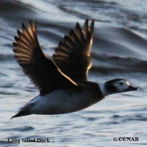 Long-tailed Duck