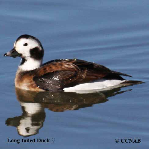 Long-tailed Duck