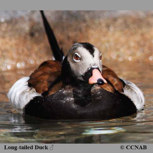 Long-tailed Duck