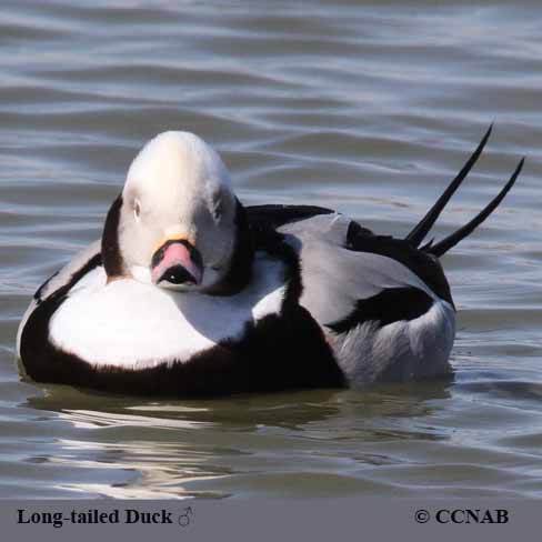 Long-tailed Duck