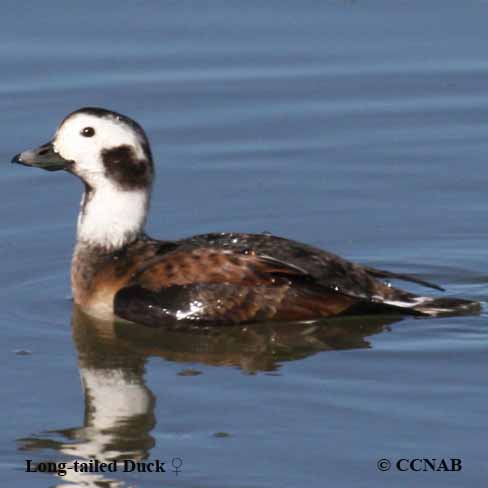 Long-tailed Duck